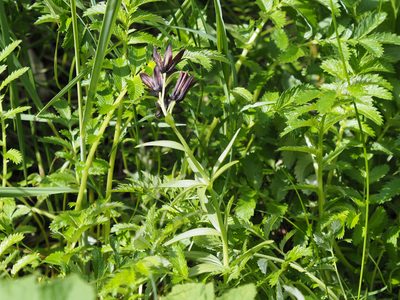 Fritillaria camschatcensis, photographed by Matt Muir