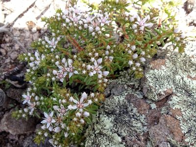 Sedum stelliforme, photographed by Andrew Tree