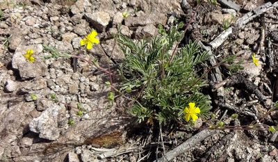 Potentilla hippiana, photographed by Andrew Tree