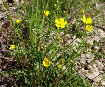 Potentilla pensylvanica, photographed by Andrew Tree