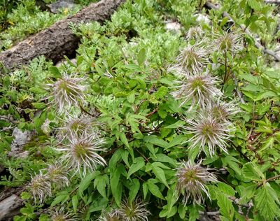 Clematis columbiana, photographed by Andrew Tree