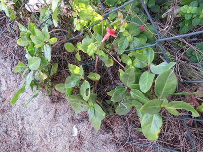 Barleria repens, photographed by Victor Farjalla Pontes