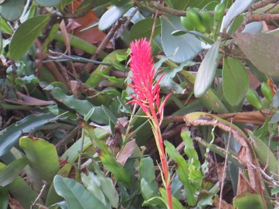 Pitcairnia flammea, photographed by Victor Farjalla Pontes