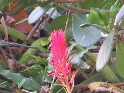 Pitcairnia flammea, photographed by Victor Farjalla Pontes