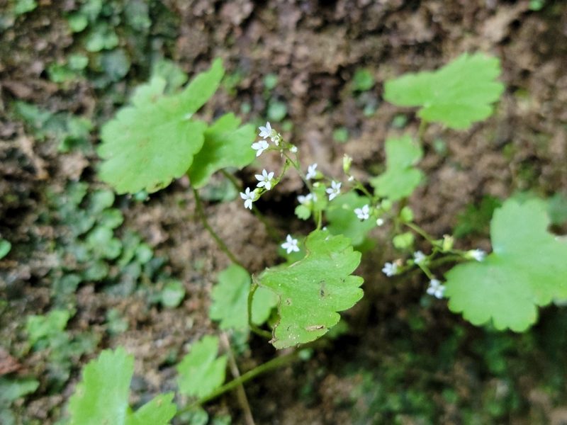 Sullivantia sullivantii, photographed by Elias