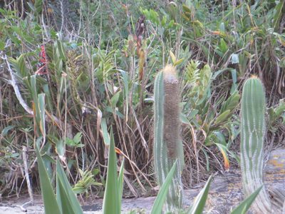 Coleocephalocereus fluminensis, photographed by Victor Farjalla Pontes