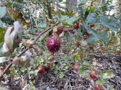 Ribes roezlii, photographed by Todd Huffman