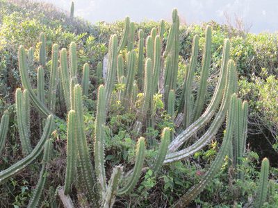 Pilosocereus arrabidae, photographed by Victor Farjalla Pontes