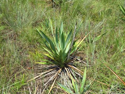 Yucca pallida, photographed by Annika Lindqvist