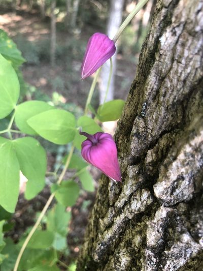 Clematis glaucophylla, photographed by John Kees