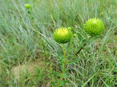 Grindelia lanceolata, photographed by Annika Lindqvist