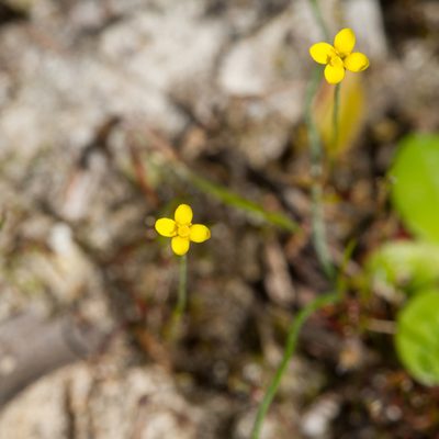 Cicendia filiformis, photographed by Kym Nicolson