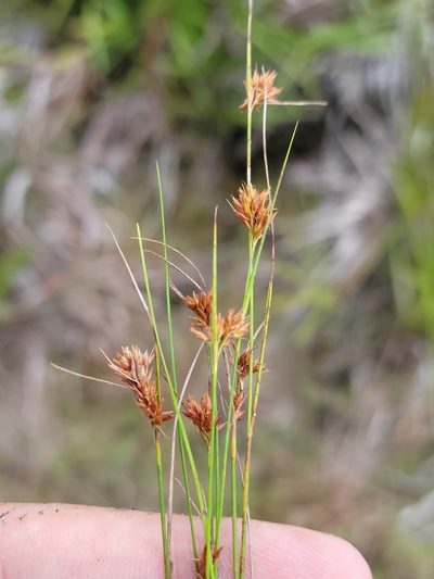 Rhynchospora filifolia, photographed by Jay Horn