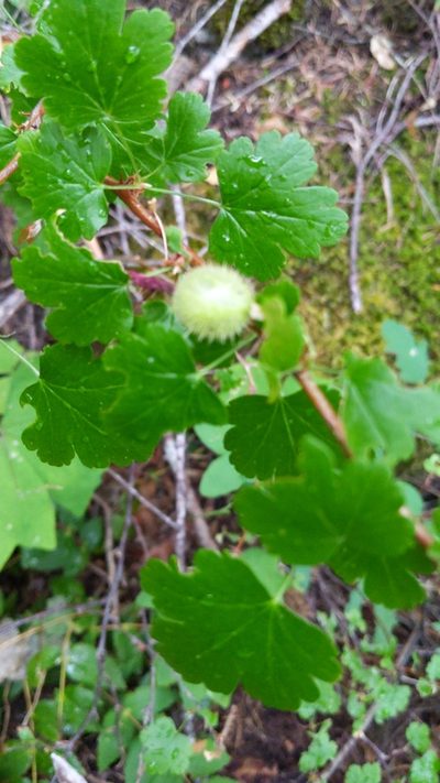 Ribes marshallii, photographed by Noland Martin