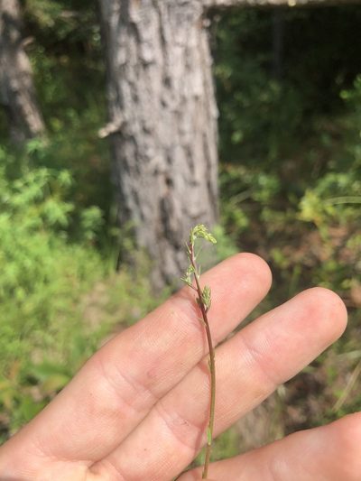 Oenothera filipes, photographed by John Kees