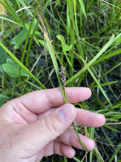 Carex striata, photographed by Bonnie Semmling