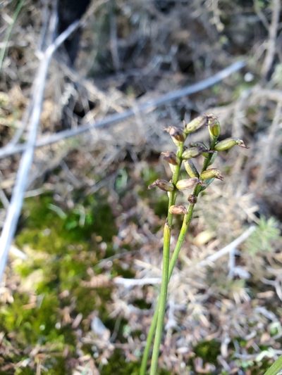 Genoplesium nudum, photographed by rempson