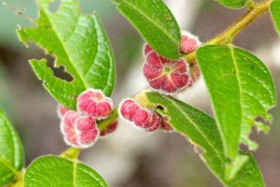 Glochidion eriocarpum, photographed by Agnes Trekker