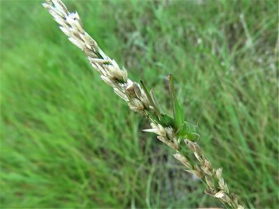 Tridens albescens, photographed by Annika Lindqvist
