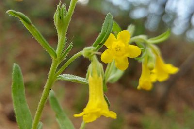 Lithospermum multiflorum, photographed by Casey H. Richart