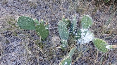 Opuntia cymochila, photographed by Craig Martin