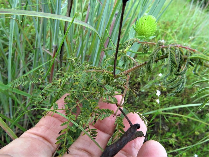 Desmanthus leptolobus, photographed by Annika Lindqvist