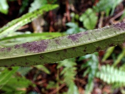 Melicytus lanceolatus, photographed by Duncan Cunningham