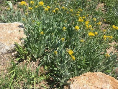 Senecio atratus, photographed by Daniel Atha