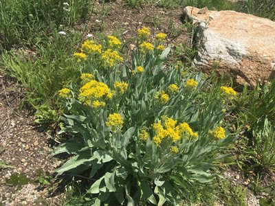 Senecio atratus, photographed by Daniel Atha