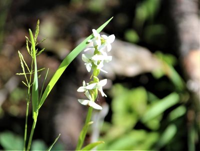 Platanthera dilatata, photographed by Ashwin Srinivasan