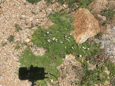 Cherleria obtusiloba, photographed by Daniel Atha