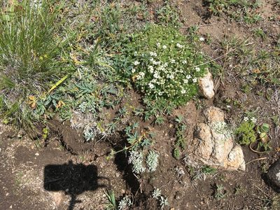 Cherleria obtusiloba, photographed by Daniel Atha