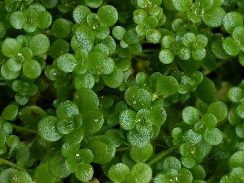 Sedum makinoi, photographed by Cecil Smith