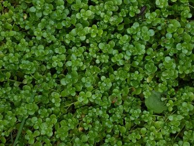 Sedum makinoi, photographed by Cecil Smith