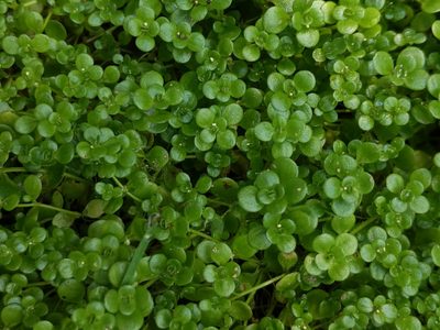 Sedum makinoi, photographed by Cecil Smith