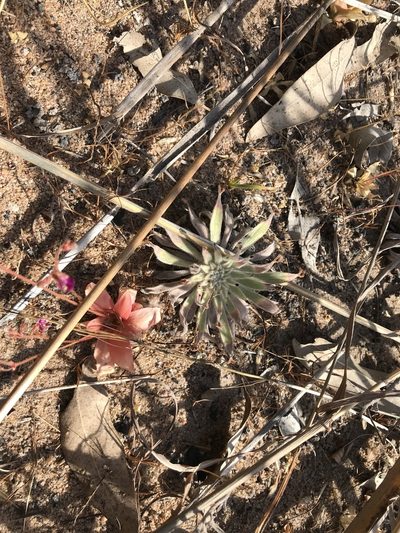 Drosera ordensis, photographed by Miguel de Salas