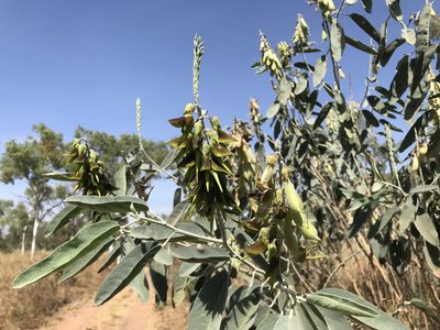 Crotalaria cunninghamii, photographed by Miguel de Salas