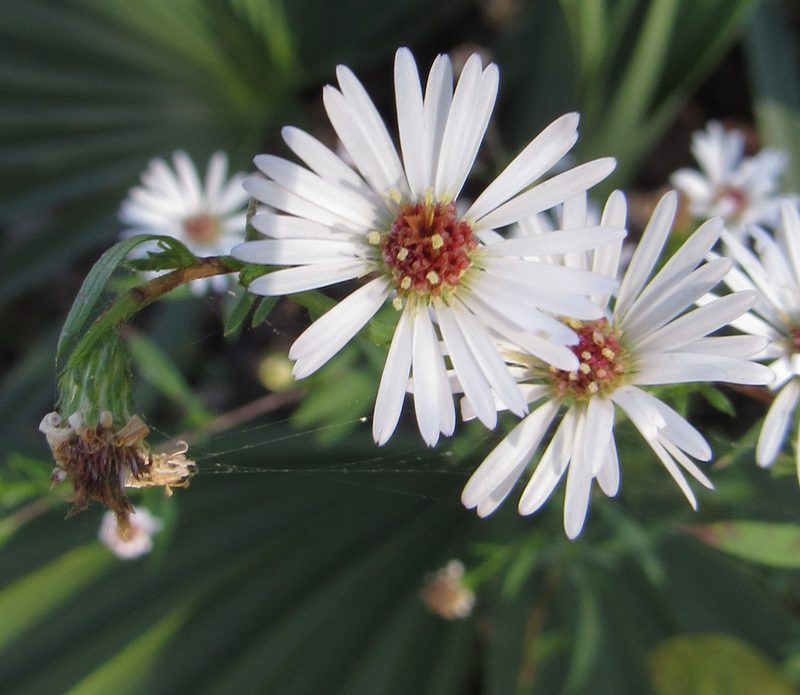 Symphyotrichum eulae, photographed by Wendy McCrady