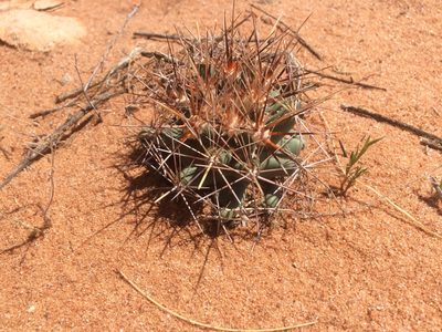 Coryphantha robustispina, photographed by Liam Gerry