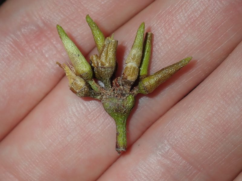 Eucalyptus amplifolia, photographed by Thomas Mesaglio