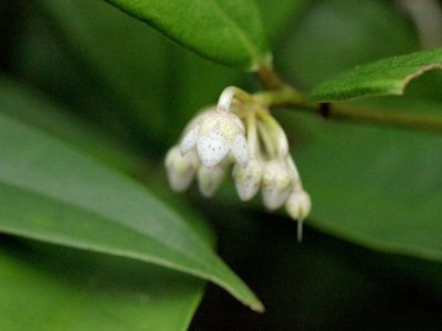Ardisia lindleyana, photographed by Agnes Trekker