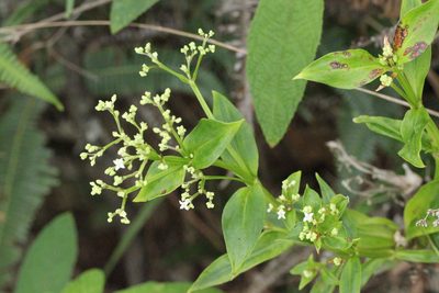 Hedyotis acutangula, photographed by Agnes Trekker