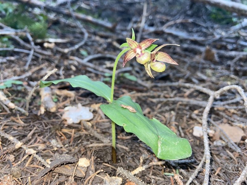 Cypripedium fasciculatum, photographed by Reid Hardin