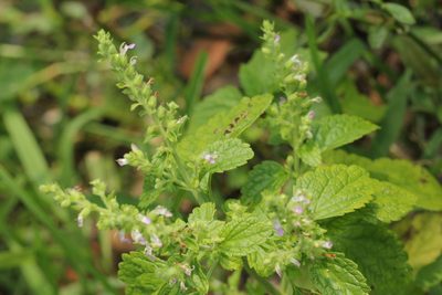 Teucrium viscidum, photographed by Agnes Trekker