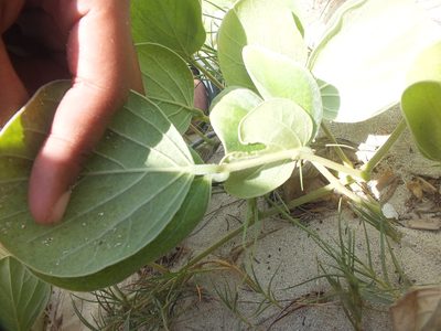 Canavalia sericea, photographed by Lsf