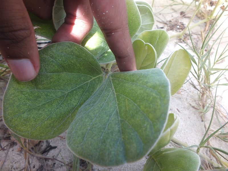 Canavalia sericea, photographed by Lsf