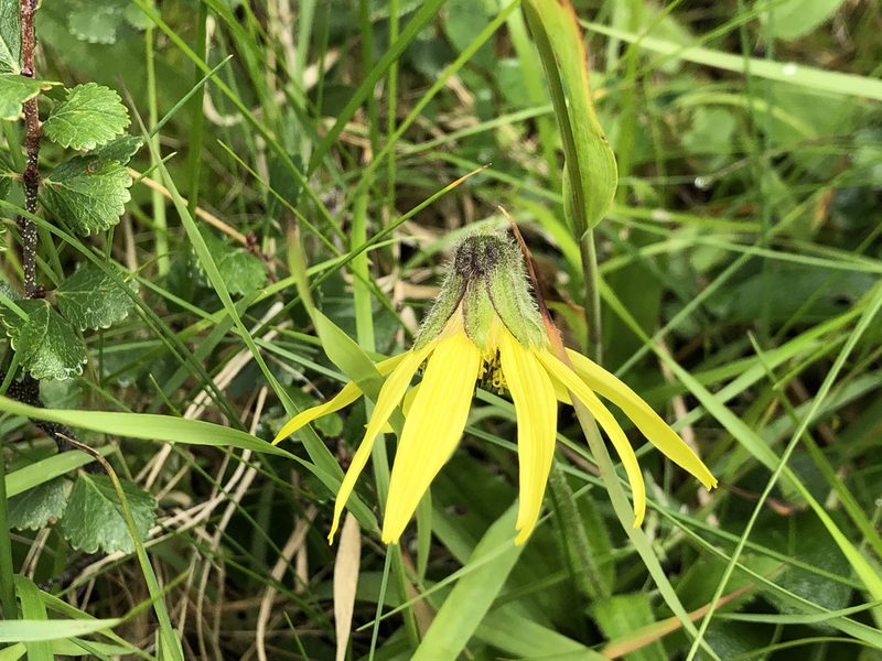 Arnica lessingii, photographed by Jason Grant