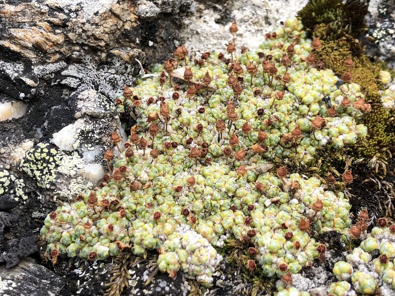 Saxifraga serpyllifolia, photographed by Jason Grant