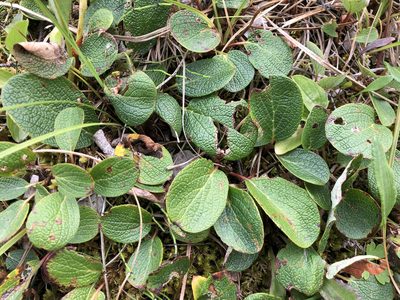 Salix reticulata, photographed by Jason Grant