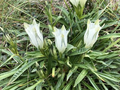 Gentiana algida, photographed by Jason Grant
